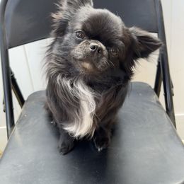 Howl - Chihuahua