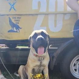 Mastiff All Grown Up from Great Lakes Mastiffs
