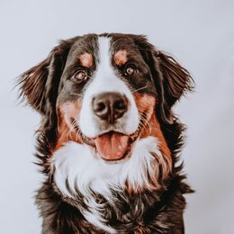 Beesly - Bernese Mountain Dog