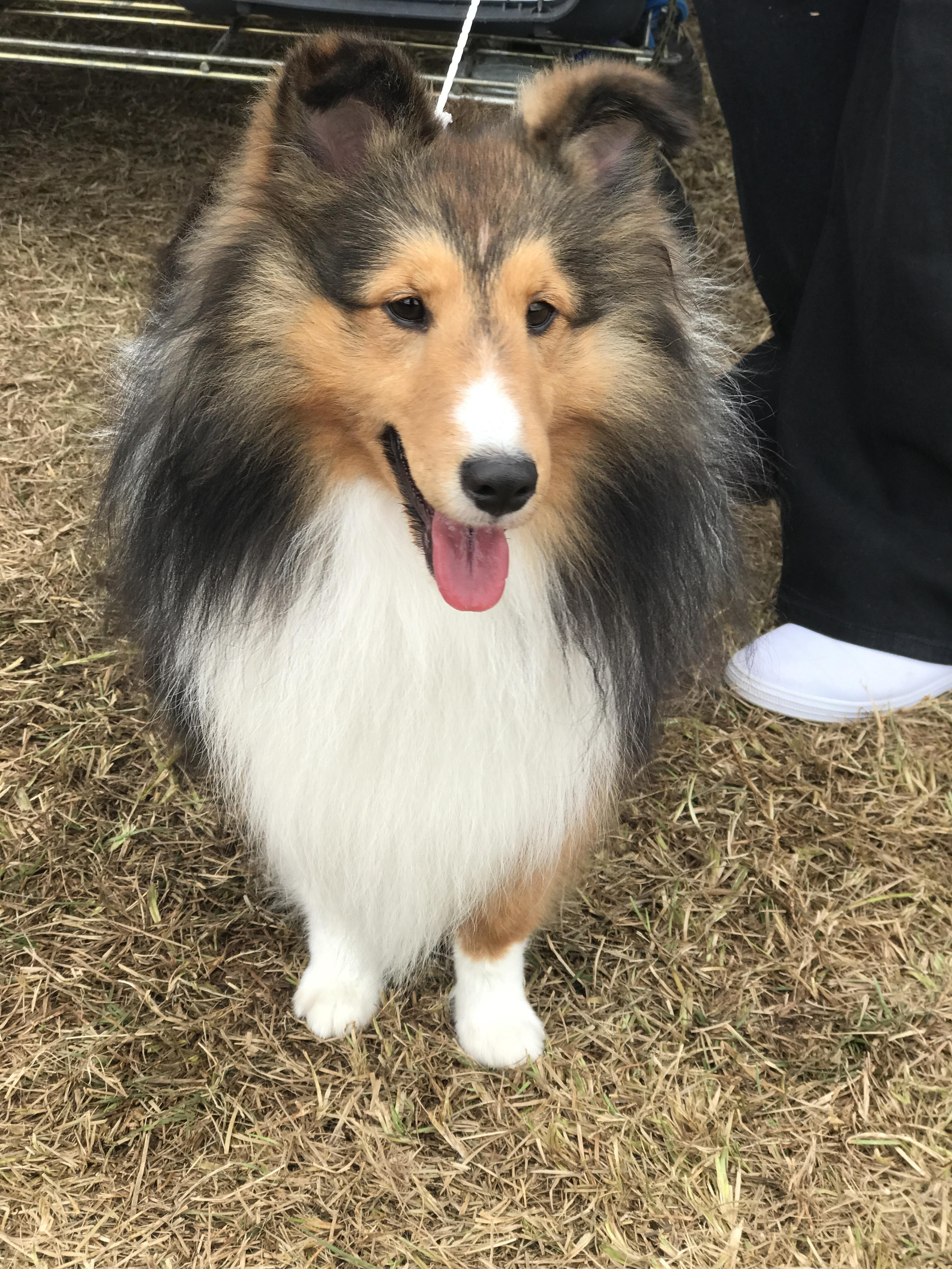 Dillon