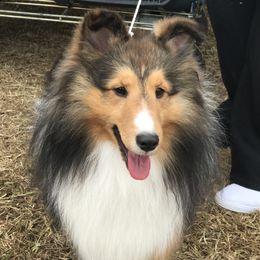 Dillon - Shetland Sheepdog