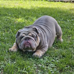 Biggie - Bulldog