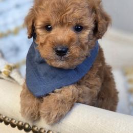 Drew - Red  male Goldendoodle puppy in Leander, Texas from Doodle Doula