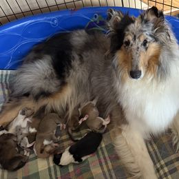 Collie puppies from Pyman Collies