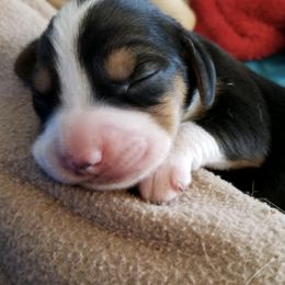 Beagles from Hampton Ridge Beagles
