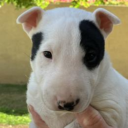 Buck - White and black brindle male Bull Terrier puppy in Gilbert, Arizona from Sunny Sky Bull Terriers