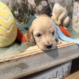 Boy 1 - Cream male Dachshund puppy in Ville Platte, Louisiana from Cajun Pawfection
