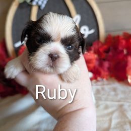 Ruby - Liver and white female Shih Tzu puppy in Poultney, Vermont from Morgan's Shih Tzus