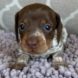 CKC Girl 3 - Piebald female Dachshund puppy in Joshua Tree, California from Desert Dreams Ranch