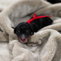 Eagle - Black and tan male Dachshund puppy in Tyner, Kentucky from Lil’ Town Aussies
