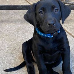 Labrador Retriever Puppies from Solano Retrievers
