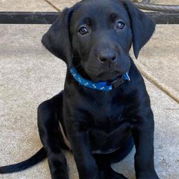 Labrador Retriever Puppies from Solano Retrievers