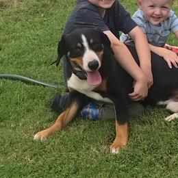 Rowdy - Entlebucher Mountain Dog