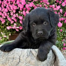 Divine (Grey Longcoat) - Black male Labrador Retriever puppy in Baldwin City, Kansas from Hedge Lane Labradors