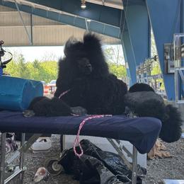 Poodle All Grown Up from Jewels Mtn Poodles