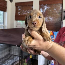 David - Dapple Dachshund puppy in Humble, Texas from Foley Dachshunds
