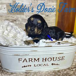 Grumpy - Black and tan male Dachshund puppy in Atwood, Oklahoma from Holder’s Doxie Farm