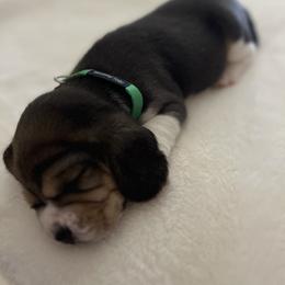 Beau - Black tan and white male Beagle puppy in Brownsboro, Texas from Willow Bark Beagles