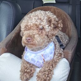 Cocker Spaniels and Poodles from Southern Family Kennel