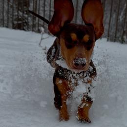 Dachshunds from The Wienery