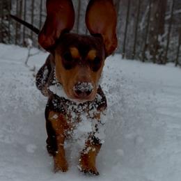 Dachshunds from The Wienery