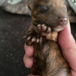 Dachshund Puppies from Bella’s Puppies