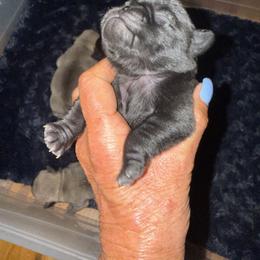 BLACK BOY 1 - Black male Pug puppy in Saugus, Massachusetts from Pug Puppies of Boston