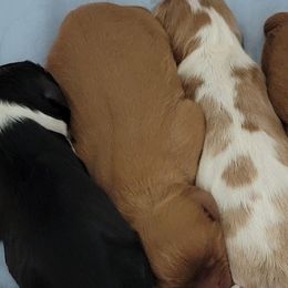 Cavalier King Charles Spaniels from Palmer Cavaliers