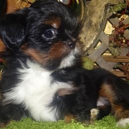 AKC CICI - Black and tan female Lhasa Apso puppy in Fort Washington, Maryland from GyanGanj Lhasa Apso