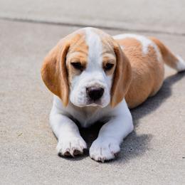 Fritter - Red and white male Beagle puppy in Caldwell, Ohio from Folklore Kennel