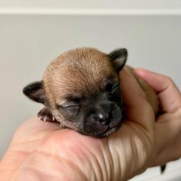 Briar - Black sabled fawn female Chihuahua puppy in Forsyth, Georgia from Brooks Grove Canines LLC