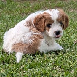 Dex - Blenheim male Cavapoo puppy in Newport, North Carolina from Crystal Coast Cavapoodles