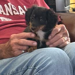 Randall - Black and tan male Dachshund puppy in Fort Worth, Texas from Louis' Litters