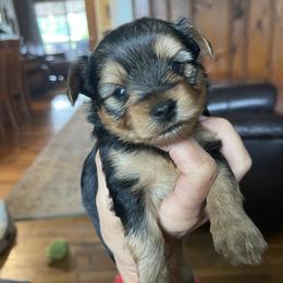 Yorkshire Terrier Puppies from Shay Yorkies
