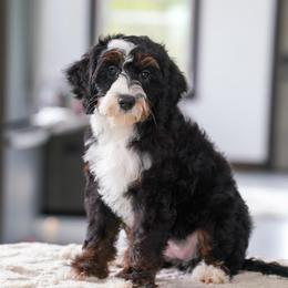 Stacie (socialization graduate) - Tri-color female Bernedoodle puppy in Dundee, Ohio from Down Home Doodle