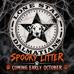 Dalmatian puppies from Lone Star Dalmatians