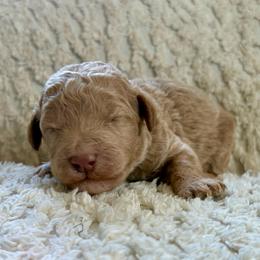 Kipp - Apricot male Goldendoodle puppy in Willacoochee, Georgia from Kitandkboodle's Doodles