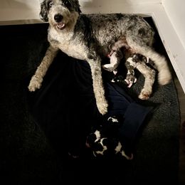 Bernedoodle and Goldendoodle Puppies from Brunsman Country Doodles LLC
