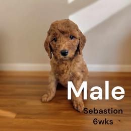 Goldendoodle Puppies from Stacy Warwick