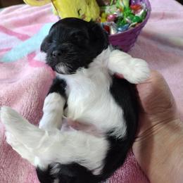 Glenn - Black and white male Havanese puppy in Cleveland, Texas from 7th Heaven Havanese of Texas