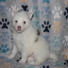 Rusty - Chocolate male Pomsky puppy in Clarkston, Utah from Red Rock Ranch Breeders