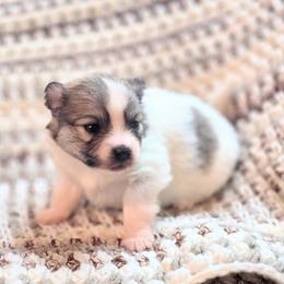 Girl 3 - female Pomeranian puppy in Plainfield, Indiana from Abby's Pampered Pooches