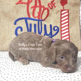 Isabella and Tan Longhair Female Purple Collar - Fawn (isabella) and tan female Dachshund puppy in Cleveland, Tennessee from Kelly's Doxie Farm