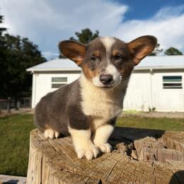 Rafa (financing available) - Blue male Pembroke Welsh Corgi puppy in Inverness, Florida from Canaan Farm Corgis