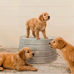 Goldendoodle Puppies from Clig Doodle Days