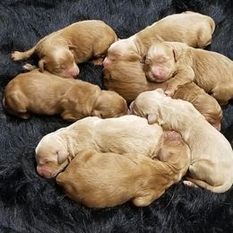 Goldendoodle Puppies from Riverbend Mini and Standard Goldendoodles