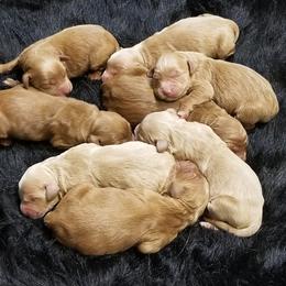 Goldendoodle Puppies from Riverbend Mini and Standard Goldendoodles