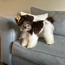 Pup #2 - Parti Miniature Schnauzer puppy in Columbia, South Carolina from DM Schnoodles and schnauzers