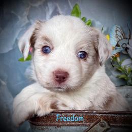 Freedom - Red merle male Miniature Australian Shepherd puppy in Chino Valley, Arizona from BlueZion Aussies