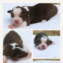Boy 4 - Red tri-color male Miniature American Shepherd puppy in Robinson, Texas from Stellar Miniature American Shepherds